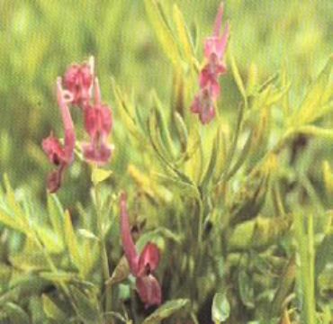 Corydalis Extract